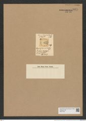 Eupodiscus minutus Grev. (de-Toni-Nr.: Genus 177, Species 4466) Zeichnungen Sammlung Grunow Nr. 8034 (NHMW-BOT-W0377342)